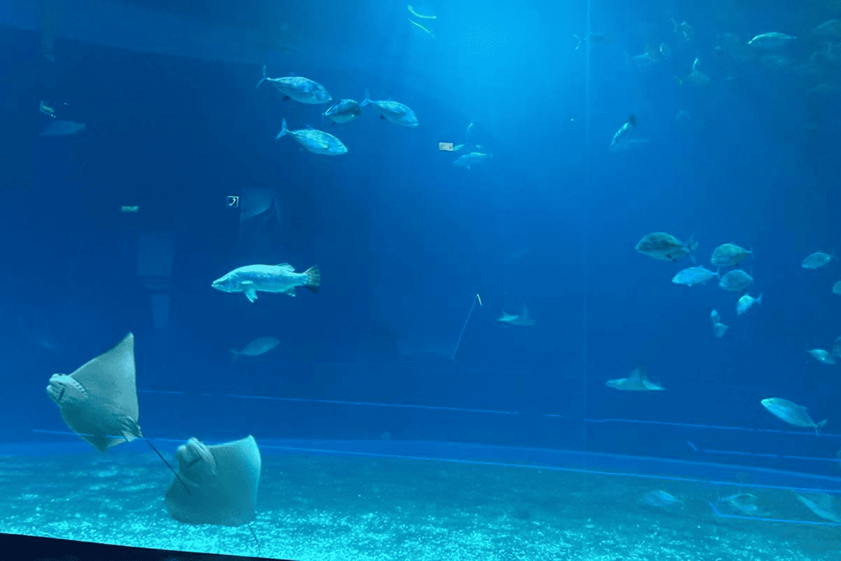 Партнерская поездка 3Logic Group — от Владивостока до Северной Кореи